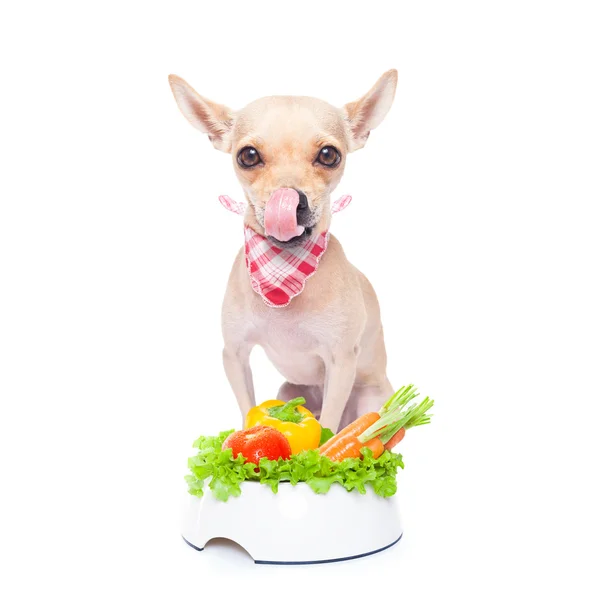 Perro hambriento con tazón saludable — Foto de Stock