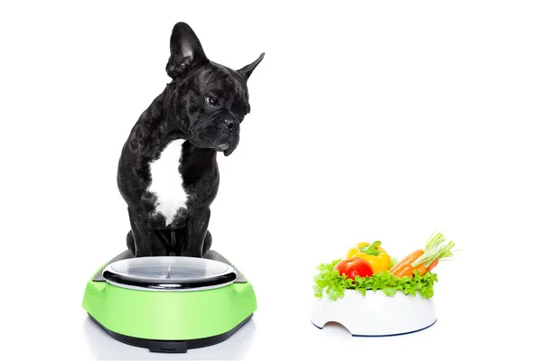 Perro hambriento con tazón saludable — Foto de Stock