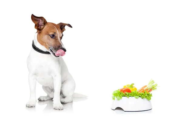 Hungriger Hund mit gesundem Napf — Stockfoto