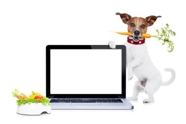 aç köpek sağlıklı vegan kase ile
