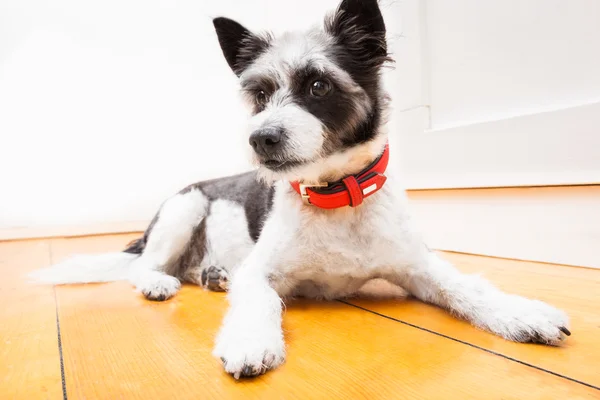 Terrier-Hund auf dem Boden — Stockfoto