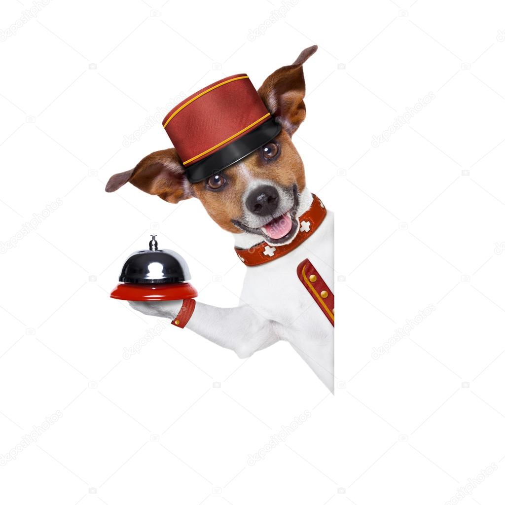 bellboy dog