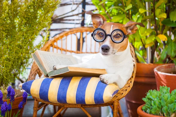 犬の読書 — ストック写真