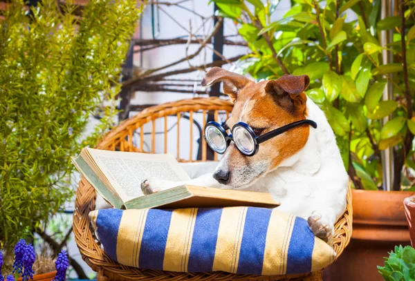Cão lendo um livro — Fotografia de Stock