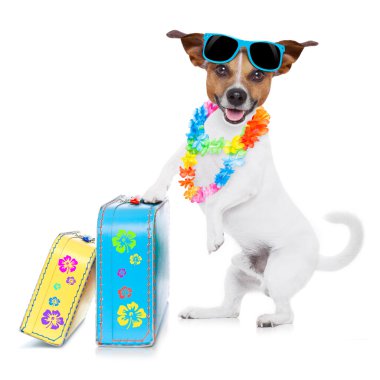 yaz tatil köpek