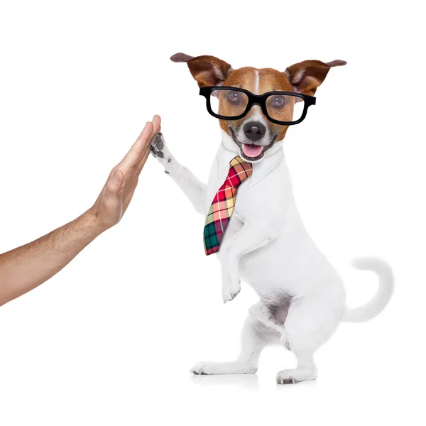 Business dog high five — Stock Photo, Image