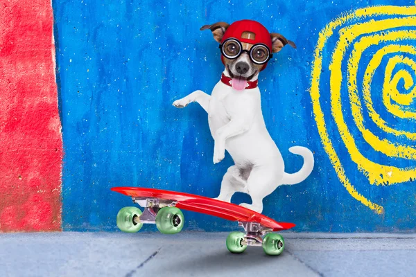 Skater boy dog — стоковое фото