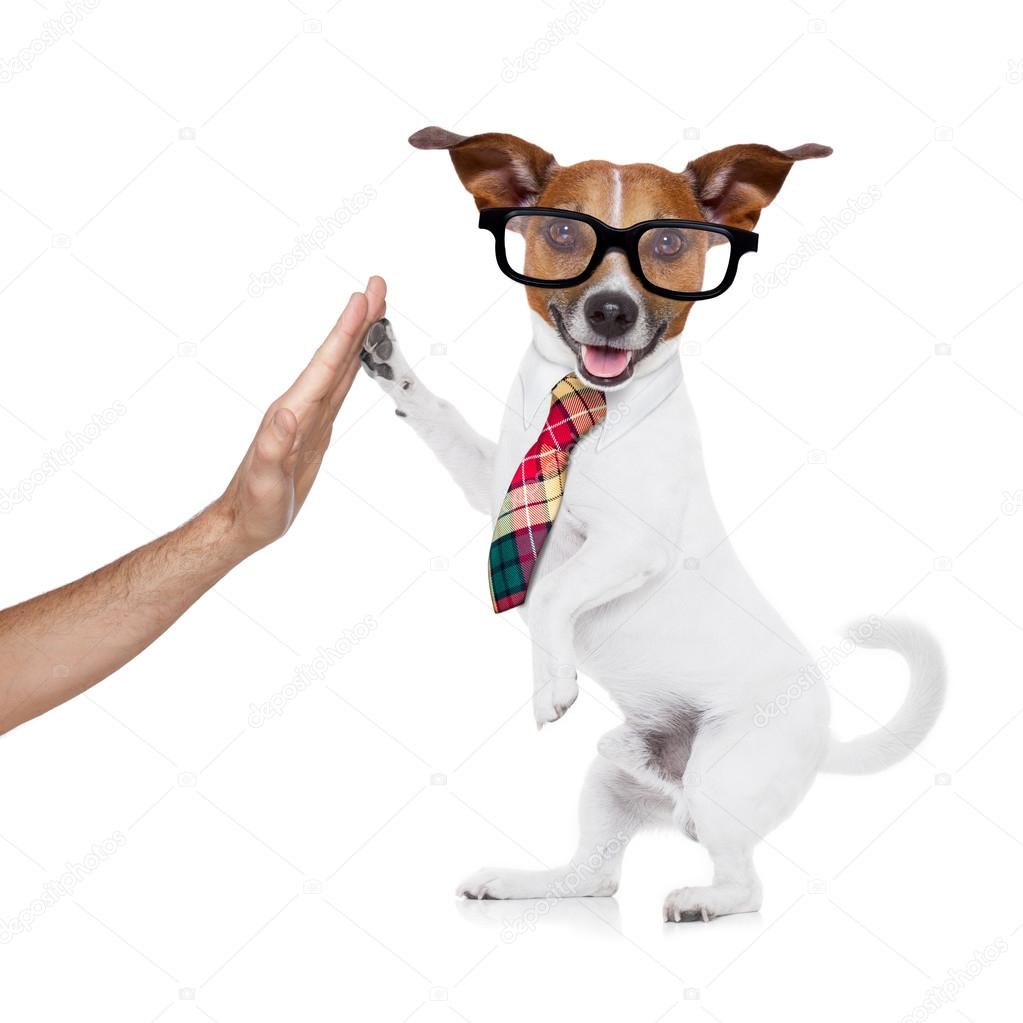 business dog high five