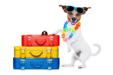 yaz tatil köpek