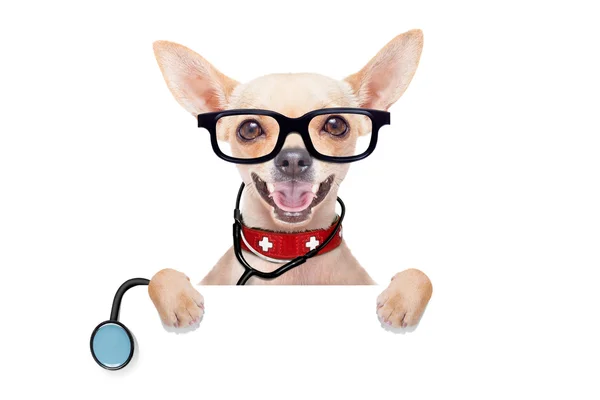 Medical doctor dog — Stock Photo, Image