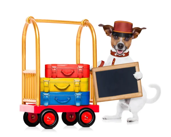 Bellboy dog — Stock Photo, Image