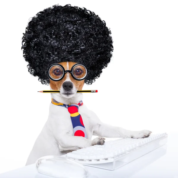 Secretario perro — Foto de Stock