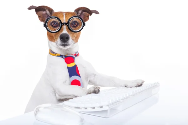 Secretary dog — Stockfoto