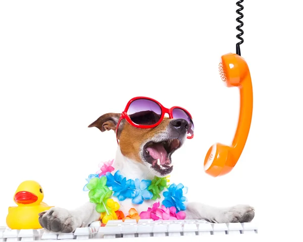 Hunden skriker i telefonen — Stockfoto