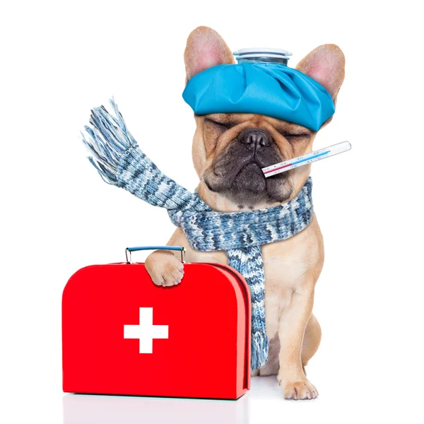 Chien malade malade — Photo