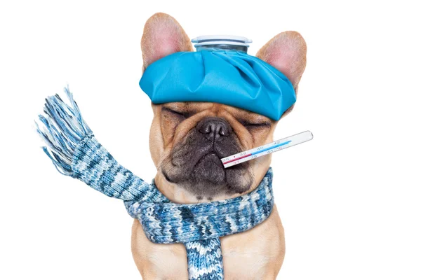 SICK ILL DOG — Stock Photo, Image