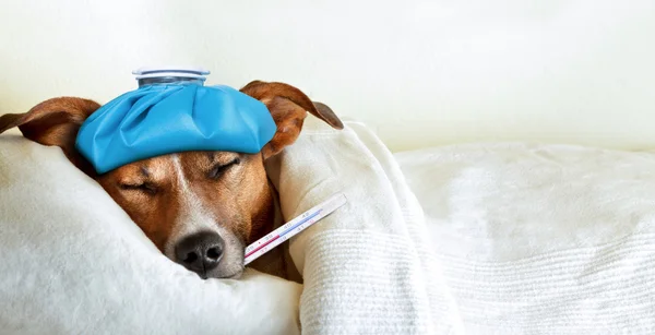 Chory chory pies — Zdjęcie stockowe