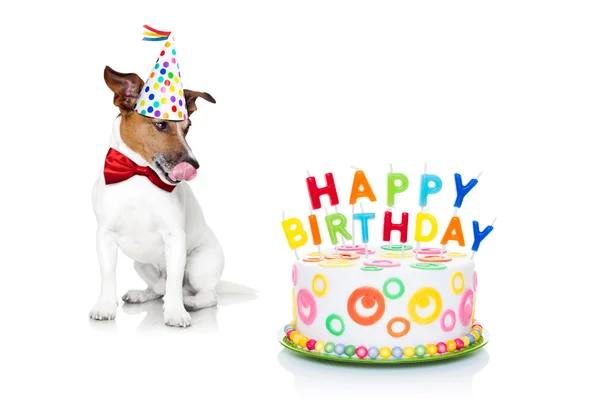 Happy birthday dog — Stock Photo, Image