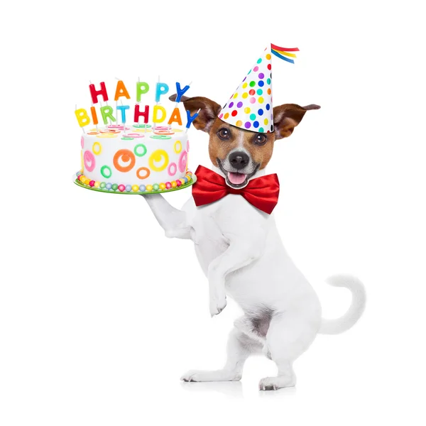 Feliz aniversário cão — Fotografia de Stock