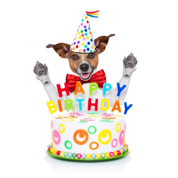 Happy birthday dog — Stock Photo, Image