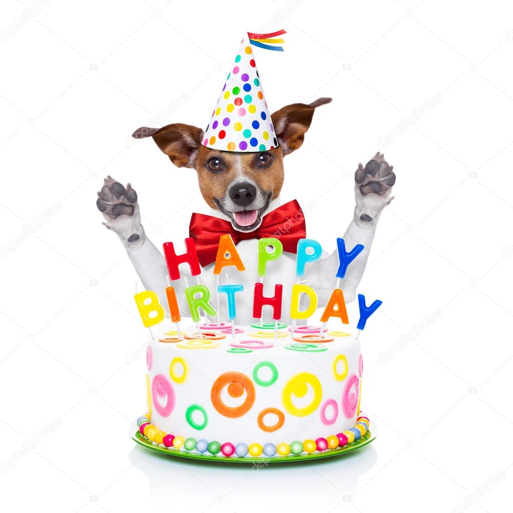 Stockfoto'S Van Gelukkige Verjaardag Hond, Rechtenvrije Afbeeldingen Van  Gelukkige Verjaardag Hond | Depositphotos
