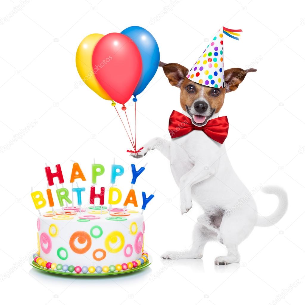 ᐈ Auguri Compleanno Cani Fotografie Di Stock Immagini Cane Buon Compleanno Scarica Su Depositphotos