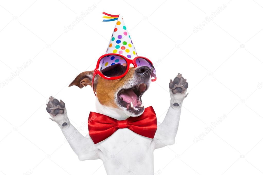 Bon Anniversaire Chien Images Libres De Droit Photos De Bon Anniversaire Chien Depositphotos