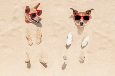 kuma gömülü köpekler birkaç