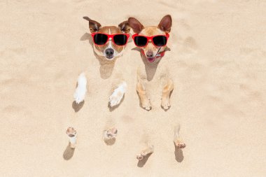 kuma gömülü köpekler