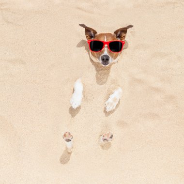 kuma gömülü köpek