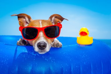 yaz tatil köpek