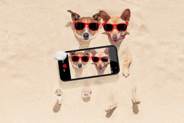 kum selfie gömülü köpekler birkaç