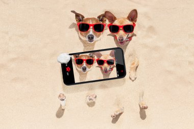 couple of dogs buried in sand selfie clipart