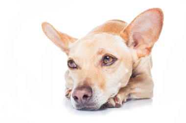 köpek ve bir yürüyüşe sahibi