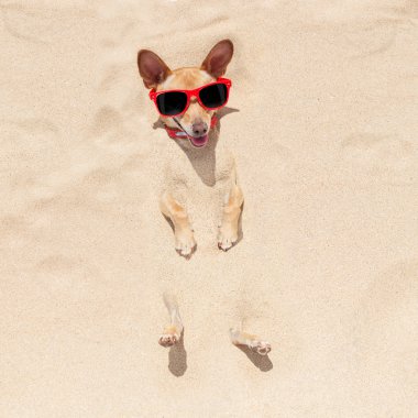 kuma gömülü köpek