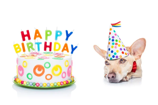 Gelukkige verjaardag hond — Stockfoto