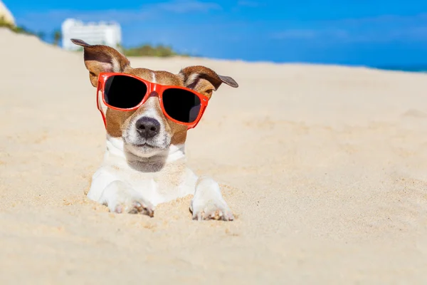 Chien enterré dans le sable — Photo