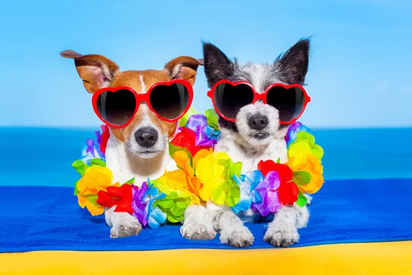 Zomer huwelijksreis honden in de liefde — Stockfoto