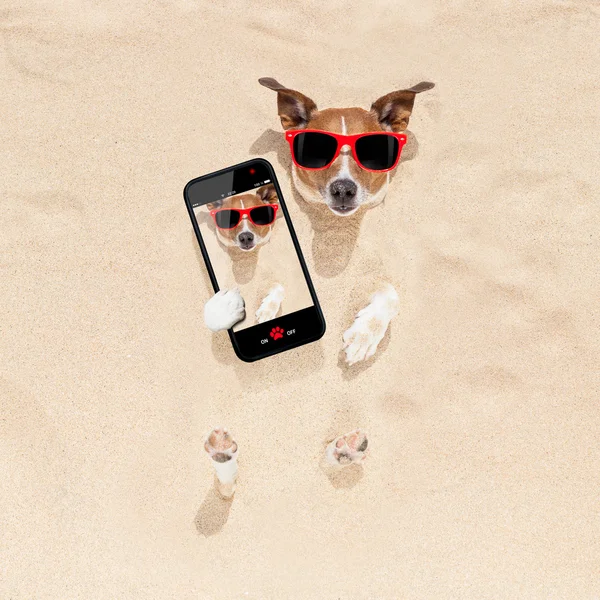Hund in Sand-Selfie begraben — Stockfoto