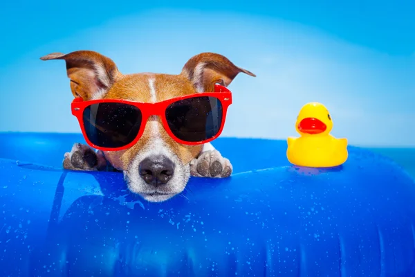 Zomer vakantie hond — Stockfoto