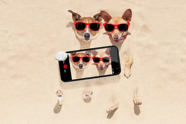 Casal de cães enterrados em selfie de areia — Fotografia de Stock