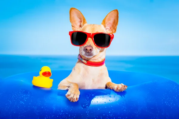 Vacaciones de verano perro — Foto de Stock