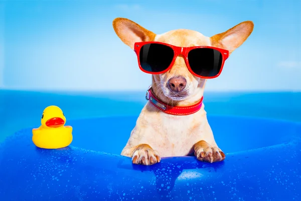 Letní dovolená pes — Stock fotografie