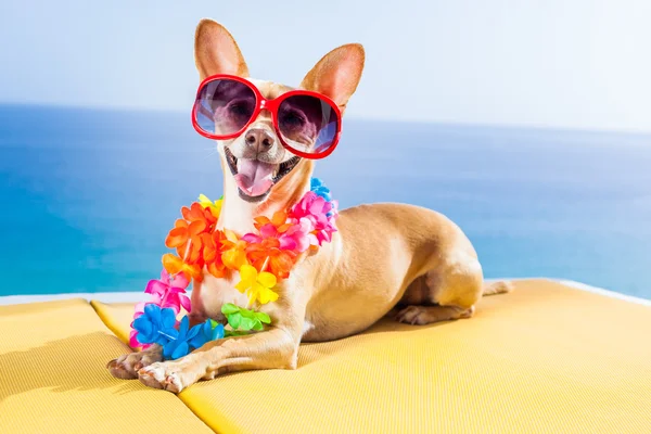 Σκύλος καλοκαίρι παραλία — Φωτογραφία Αρχείου
