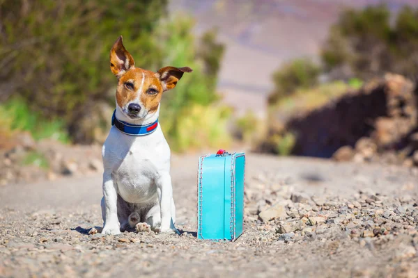 Forladt og tabt hund - Stock-foto