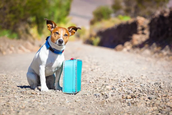 Verlaten en verloren hond — Stockfoto