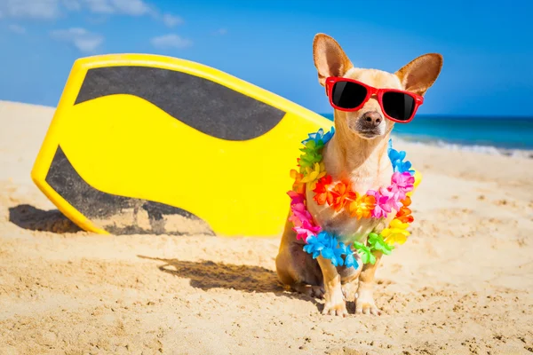 Surfer dog — Stock Photo, Image