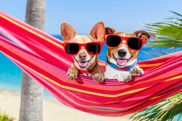 Perros verano hamaca — Foto de Stock