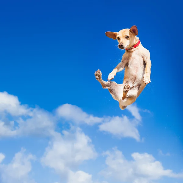 Dog jumping — Stock Photo, Image