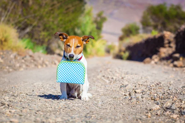 Perro abandonado y perdido — Foto de Stock